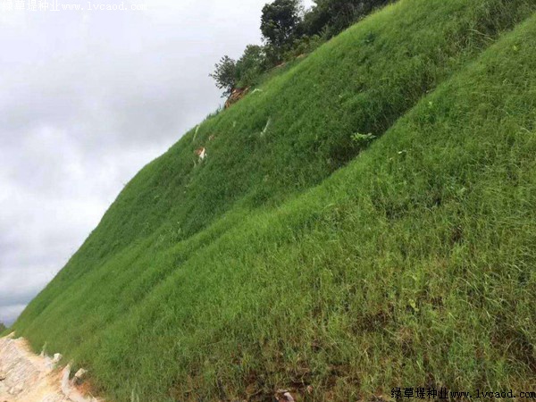 護坡草籽的種植時間