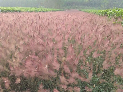 糖蜜草什么時(shí)候播種最合適