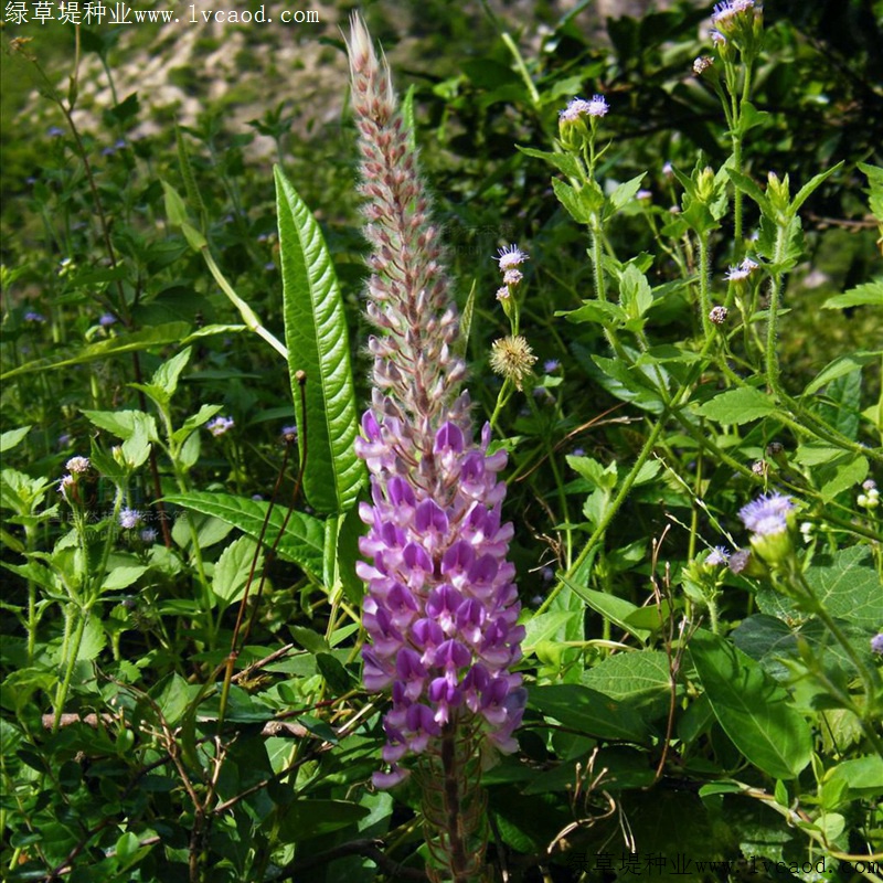 貓尾草