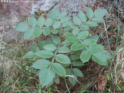 鹽膚木的種植方法_用途_種子價格