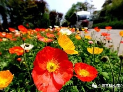 【花菱草】花菱草和虞美人的區別