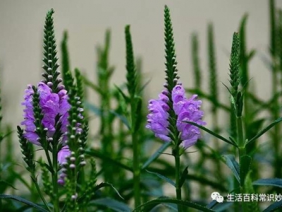 龍頭花的種植方法！怎么區(qū)別龍頭花與假龍頭花？