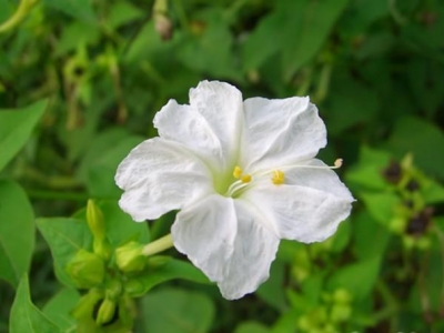 紫茉莉——一種花期長，易栽培，色彩鮮艷的花。