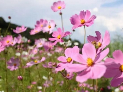 波斯菊的種植技術(shù)及養(yǎng)護(hù)處理你了解嗎？