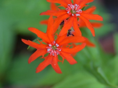 剪秋羅花期有多久、花朵開的時間長嗎