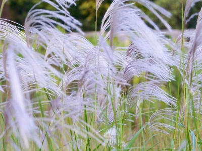 野芒草每年什么時(shí)候開花？