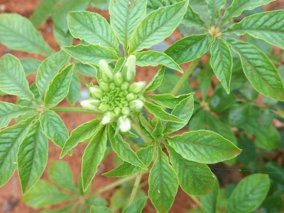 醉蝶花栽培需要注意的事項(xiàng)