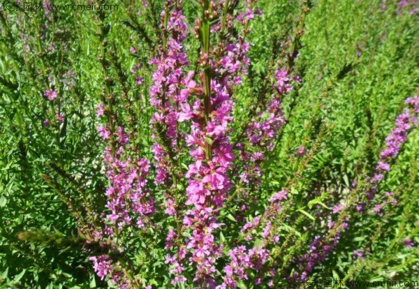 千屈菜種子發芽出苗開花圖片