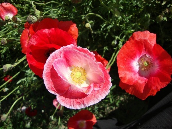 虞美人開(kāi)花圖片花海