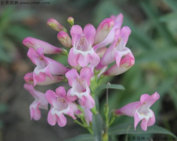 吊鐘柳種子發芽出苗開花圖片