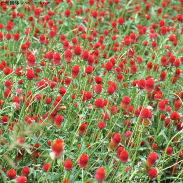 千日紅種子發(fā)芽出苗開(kāi)花圖片