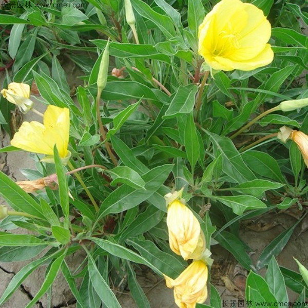 美麗月見草種子發芽出苗開花圖片