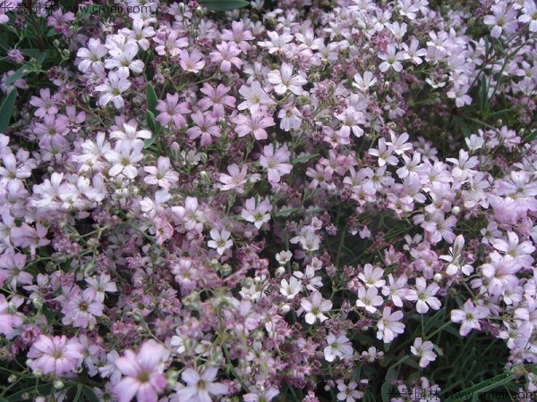 滿(mǎn)天星植物開(kāi)花圖片