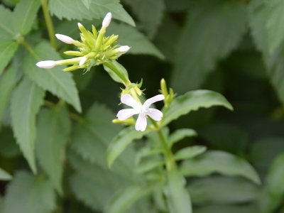 肥皂草的花語是什么？