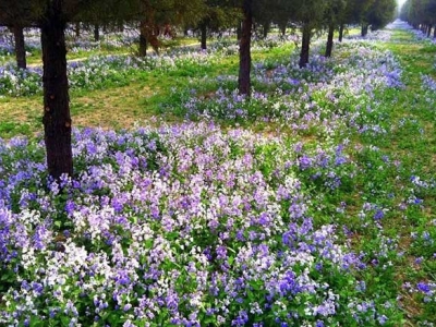 二月蘭什么時候開花？