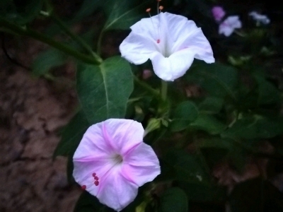 紫茉莉和茉莉的區別