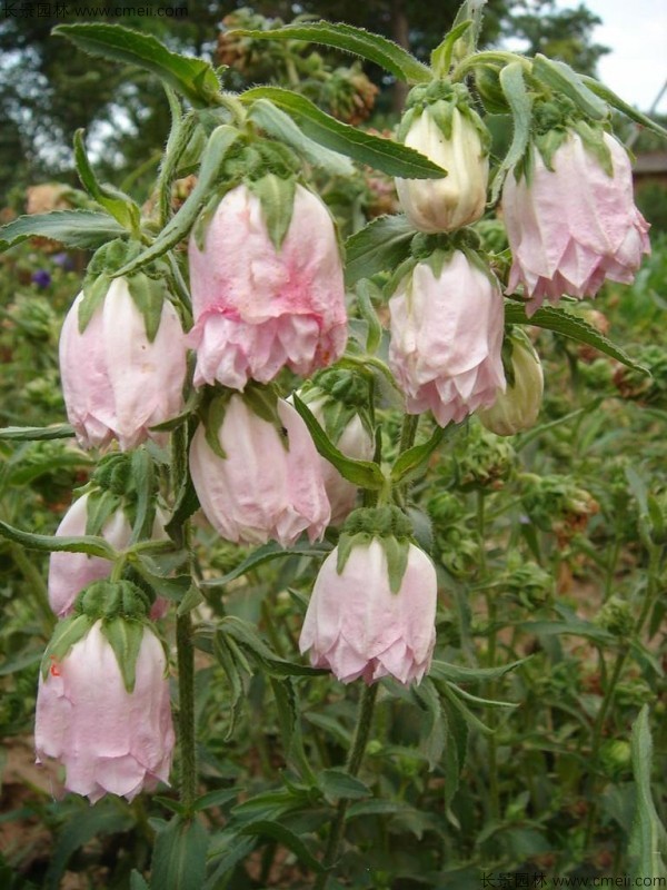 風鈴花種子發芽出苗開花圖片