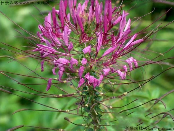 醉蝶花種子發(fā)芽出苗開(kāi)花圖片