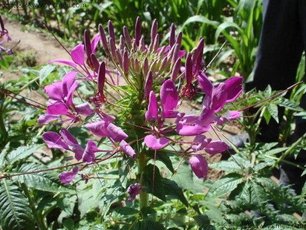 醉蝶花種子發(fā)芽出苗開(kāi)花圖片