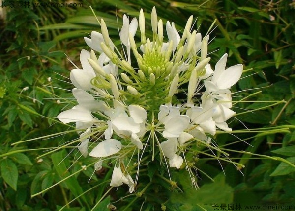 醉蝶花種子發(fā)芽出苗開花圖片