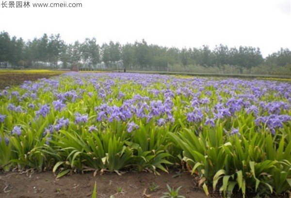 藍(lán)花鳶尾種子發(fā)芽出苗開花圖片