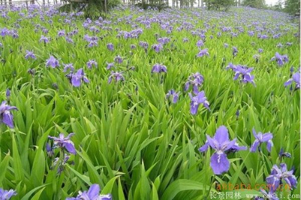 藍花鳶尾基地實拍圖片