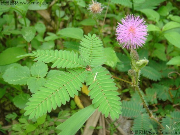 含羞草種子發(fā)芽出苗圖片