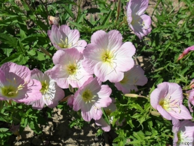 美麗月莧草什么時候開花