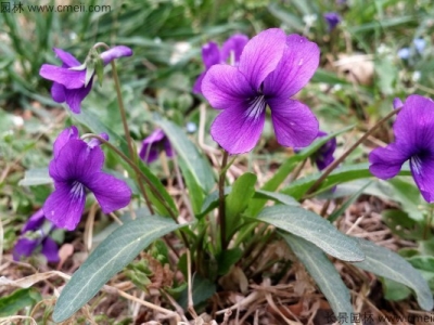 紫花地丁什么時候開花？