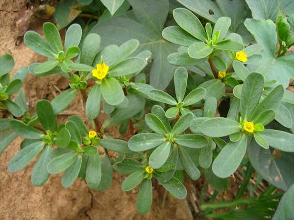 馬齒莧種子發芽出苗開花圖片