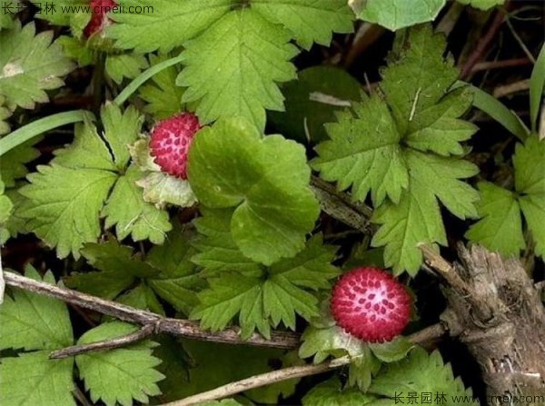 蛇莓種子發(fā)芽出苗結(jié)果圖片