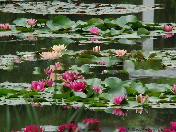 睡蓮開花圖片