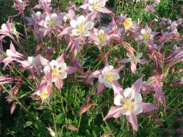 小花耬斗菜種子發(fā)芽出苗開(kāi)花圖片