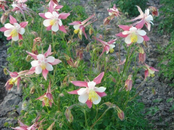 小花耬斗菜種子發(fā)芽出苗開(kāi)花圖片