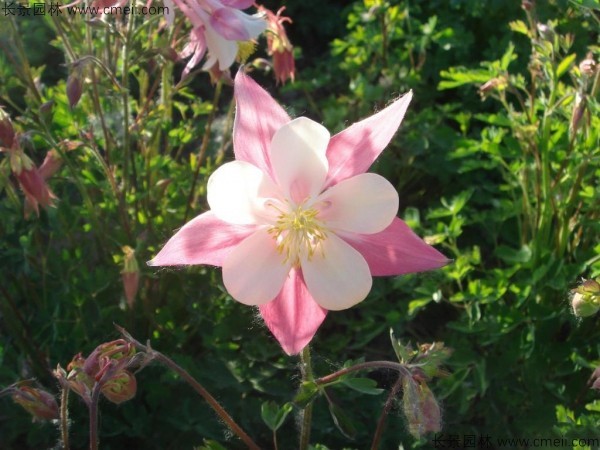 小花耬斗菜種子發芽出苗開花圖片