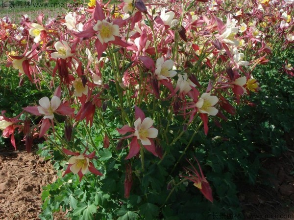 小花耬斗菜種子發(fā)芽出苗開(kāi)花圖片