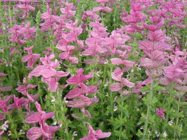 粉花鼠尾草種子發芽出苗開花圖片