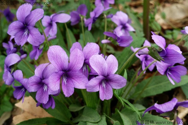 紫花地丁種子發芽出苗開花圖片