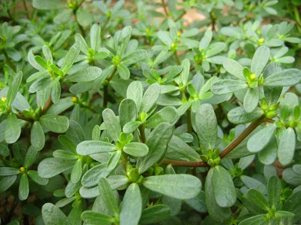 馬齒莧種子發芽出苗開花圖片