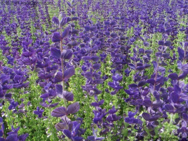 鼠尾草種子發芽出苗開花圖片