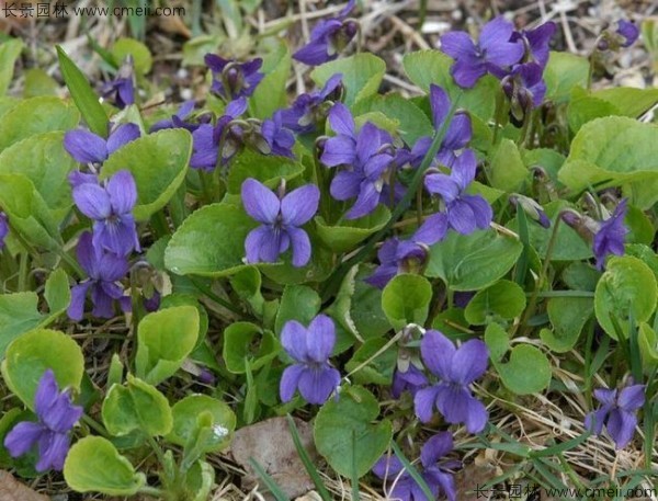 紫花地丁種子發(fā)芽出苗開花圖片