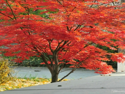 紅楓樹(shù)黑龍江能種植嗎？