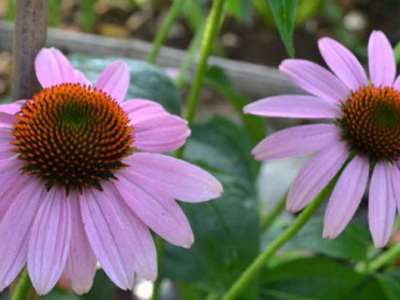 松果菊種子多長時間發芽