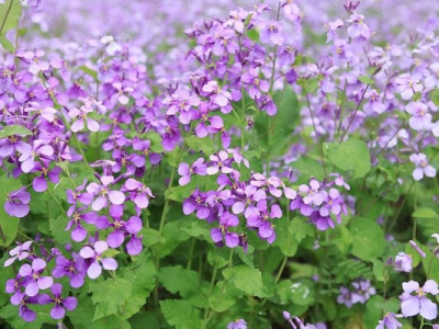 5月份種植的二月蘭還能開花嗎?