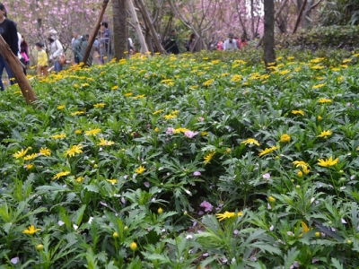 串葉松香草畝產多少斤？