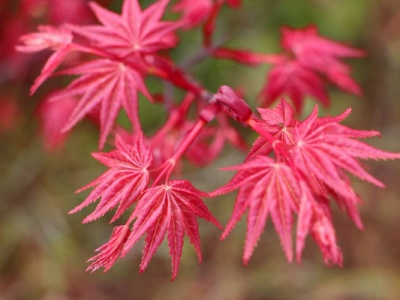 日本紅楓樹(shù)品種有哪些？