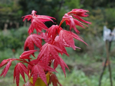 中國紅楓哪個品種最紅？