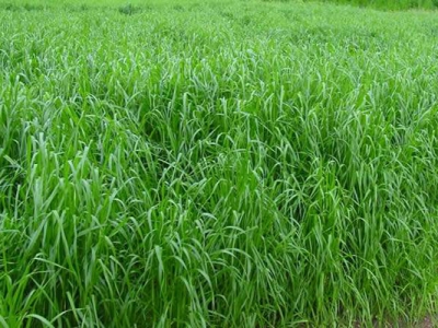 冬牧70和黑麥草哪個產量高？