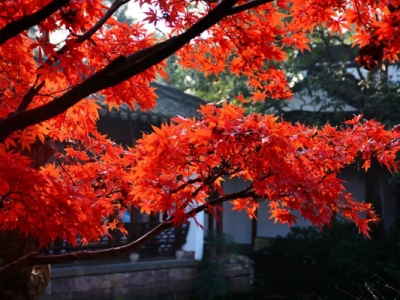 日本紅楓適合什么時間種植？