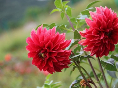 夏季開紅花的草花是什么？